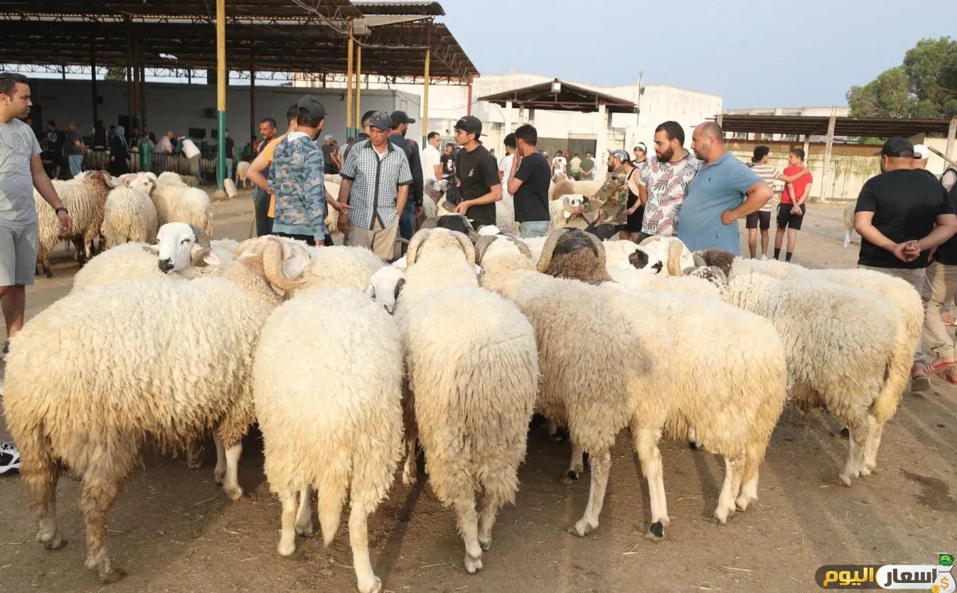 اسعار اضاحي العيد في مصر 
