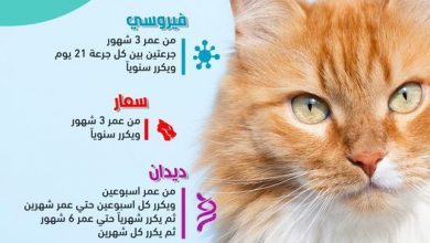 Photo of أسعار تطعيم القطط 2025