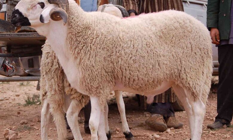 أسعار الخرفان اليوم