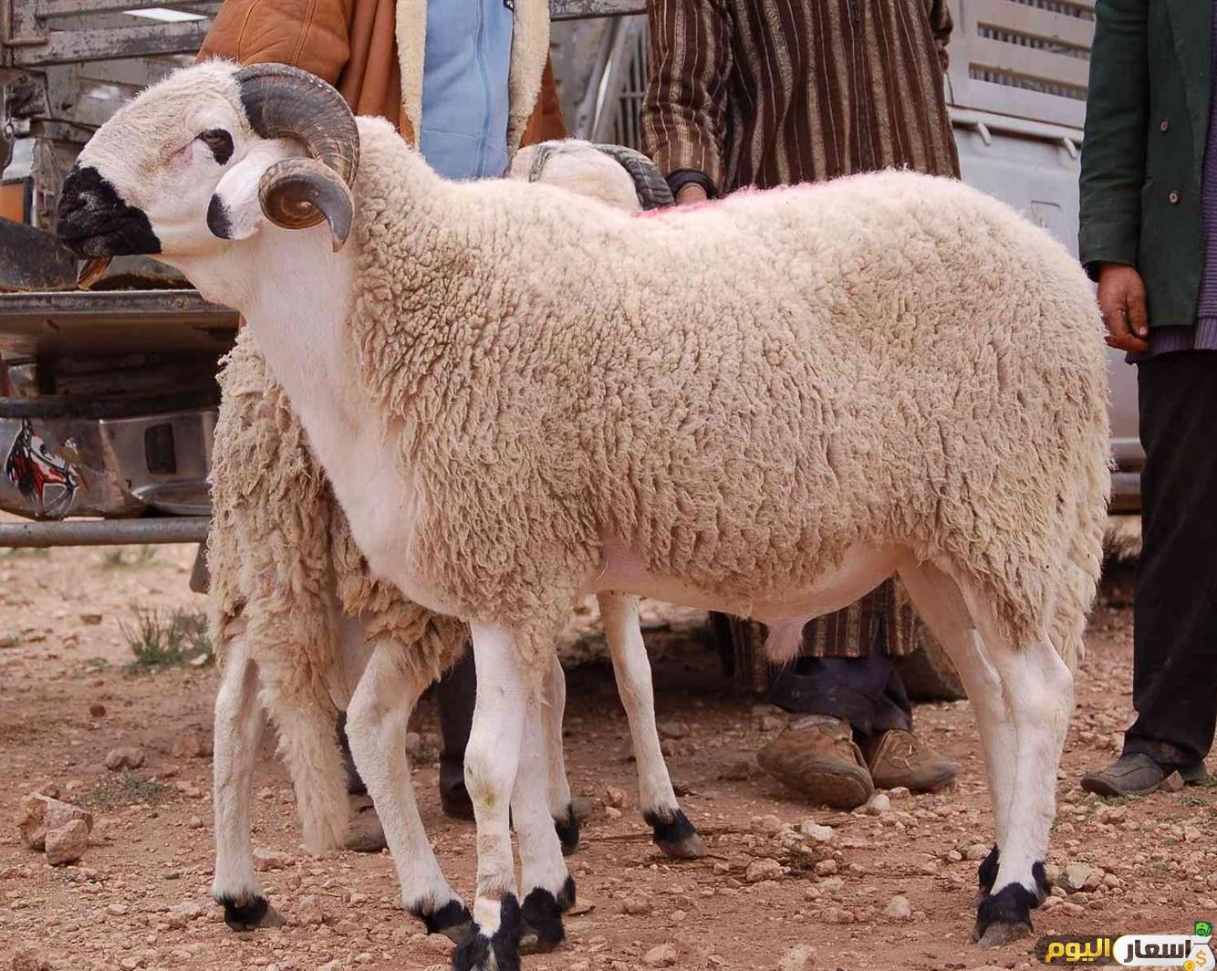 أسعار الخرفان اليوم