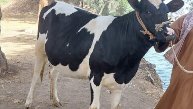 Photo of سعر كيلو العجول البقري قائم اليوم 2025