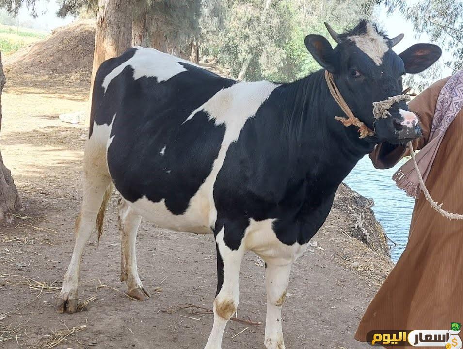 سعر كيلو العجول البقري قائم اليوم
