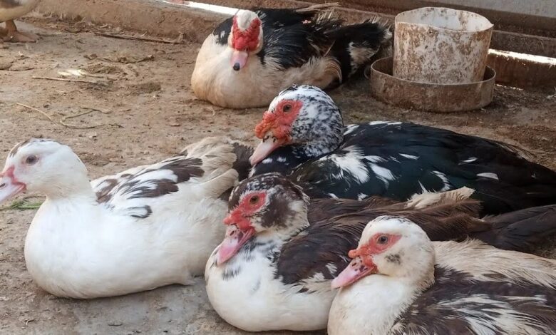 أسعار البط البلدي بالكيلو اليوم