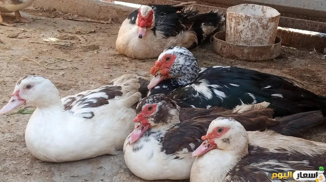 أسعار البط البلدي بالكيلو اليوم