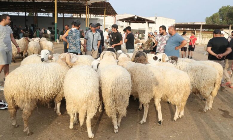 اسعار الخرفان الصغيرة فى مصر
