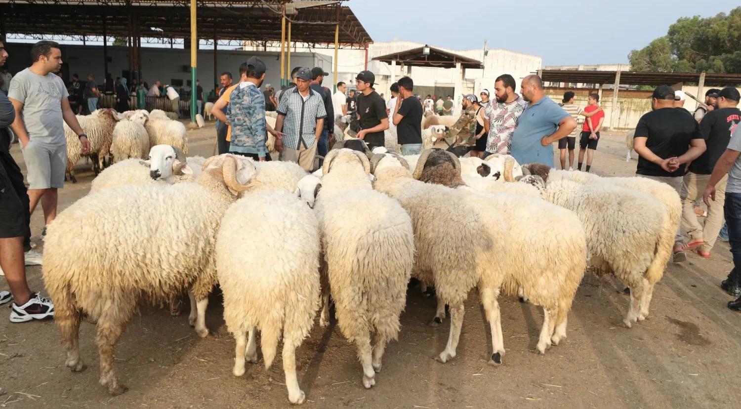اسعار الخرفان الصغيرة فى مصر
