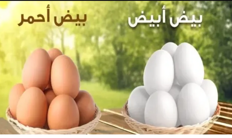 بورصة البيض رشاد حمزة اليوم