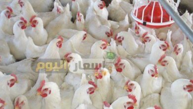 Photo of أسعار بورصة الدواجن اليوم الجمعة 25-4-2026
