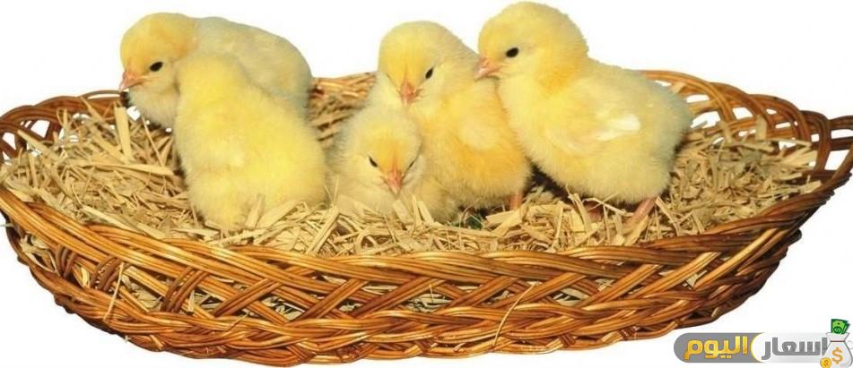 سعر الكتكوت الأبيض عمر يوم اليوم