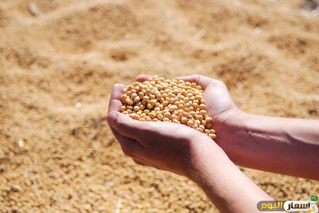 بورصة الحبوب في مصر اليوم