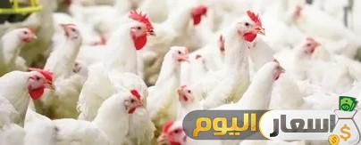 بورصة الدواجن الرئيسية اسعار الدواجن اليوم
