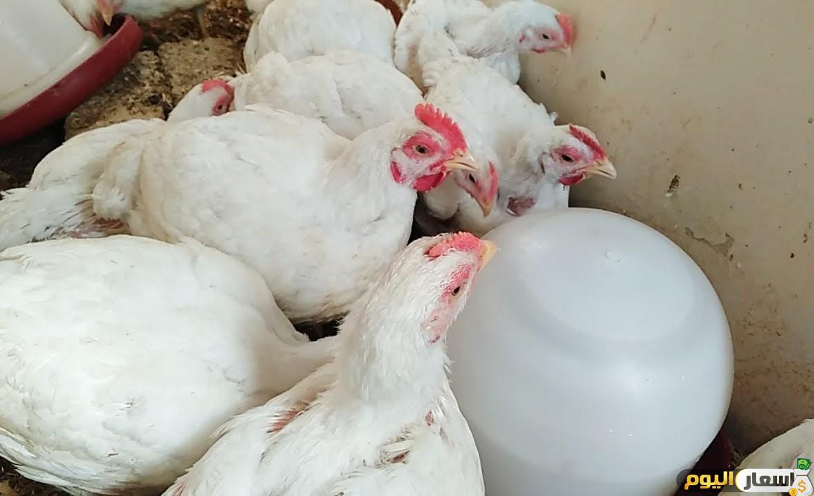 بورصة البيض والكتاكيت السيد خاطر
