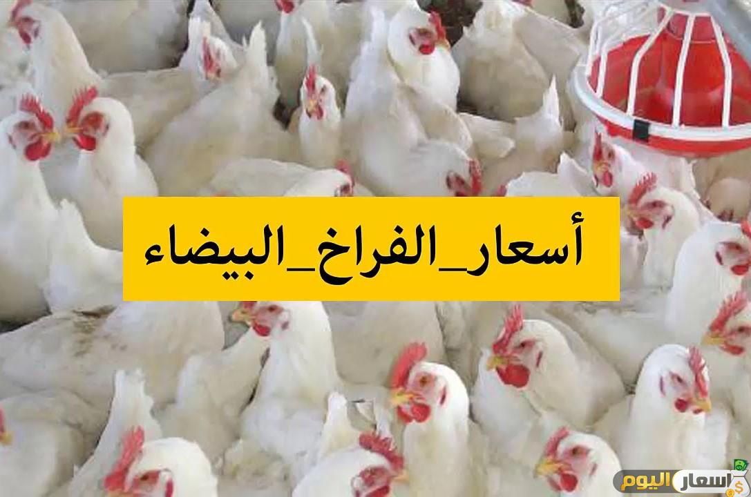 سعر كيلو الفراخ اليوم اخر تحديث