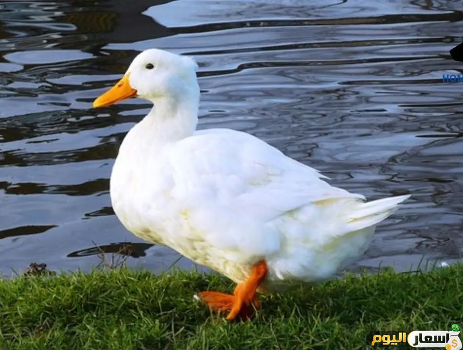 سعر كيلو البط اليوم محدث يوميا