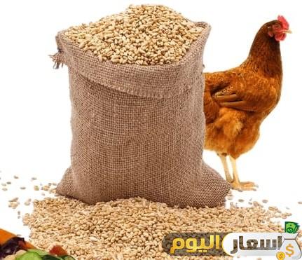 أسعار أعلاف الدواجن اليوم فى مصر محدث لحظة بلحظة